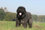 BOUVIER DES FLANDRES 101